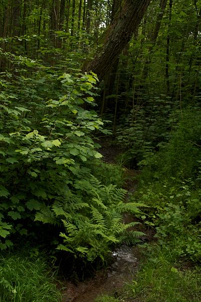 File:Schönebecker Schlucht Bach.jpg