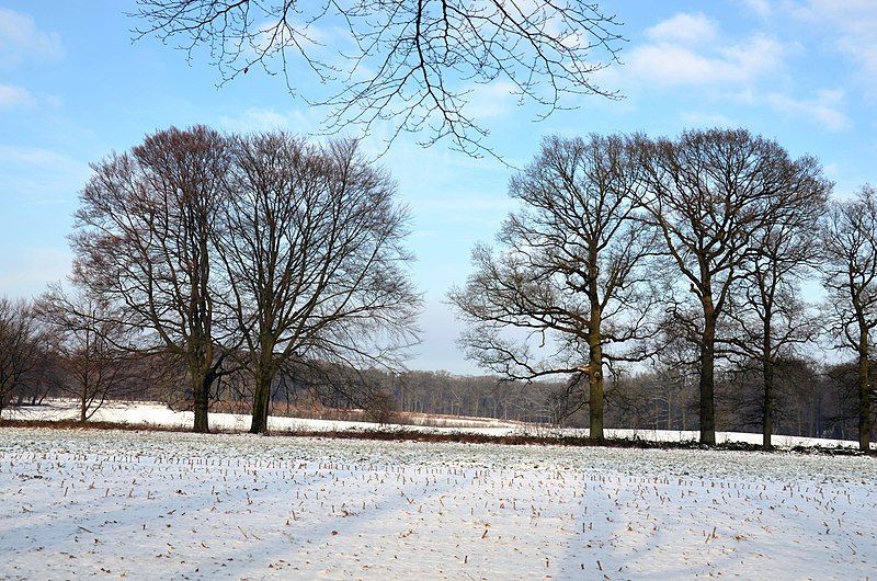 File:Schaarsbergen Hoge erf in winterscene with 2 solitairs, right oak, left beech - panoramio.jpg