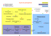 Schéma cyklu fosforu