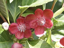 Flowers of Schisandra rubriflora at Royal Botanic Gardens, Kew, UK Schisandra rubriflora.jpg