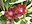 Schisandra rubriflora.jpg