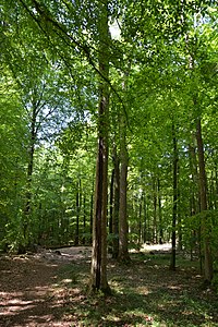 Schleswig-Holstein, Schwabstedt, Naturerlebnisraum NIK 6751.jpg