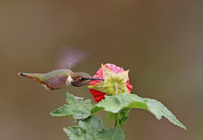 File:Scintillant hummingbird (Selasphorus scintilla) female in flight 3.jpg