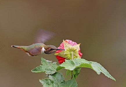 Selasphorus scintilla (Scintillant hummingbird) piercing base, 3 of set of 3