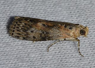 <i>Sciota virgatella</i> Species of moth