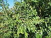 Duiker Berry foliage