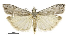 Scoparia harpalea