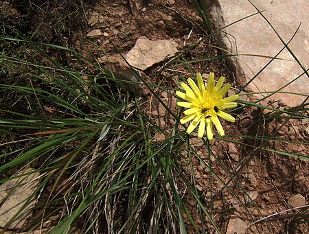 Scorzonera angustifolia2493.JPG