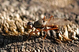 <i>Sepsis punctum</i> Species of fly