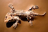 Fossilized skeleton of the Permian primitive four-limbed animal Seymouria Seymouria1.jpg