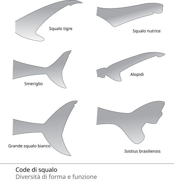 577px-Shark_Tail_shapes-it.svg