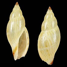 Shell Daphnella graminea.jpg