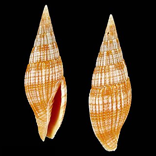 <i>Nebularia baerorum</i> Species of gastropod