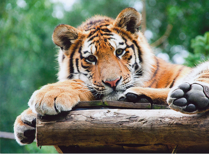 File:Siberian tiger cub Amneville Zoo.jpg