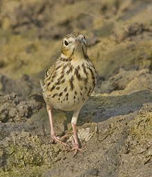 at Rajkot Side view of Tree Pipit.jpg