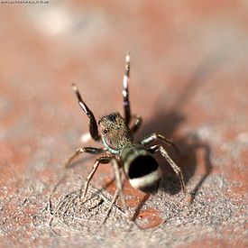 S. cupreus из Японии