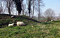 Mouton à Sint-Pietersberg.