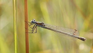 Emerald Damselfly (Lestes sponsa).