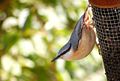 on feeder in Wales, UK