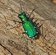 Six-spotted Tiger Beetle - Cicindela sexguttata, Merrimac Farm Wildlife Management Area, Virginia.jpg