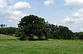 Čeština: Skupina šesti dubů (Quercus robur), památné stromy ev. č. 100723 u vesnice Pocoucov u města Třebíč, kraj Vysočina. English: Group of six famous oak-trees (Quercus robur) at the village of Pocoucov near the town of Třebíč, Vysočina Region, Czech Republic.