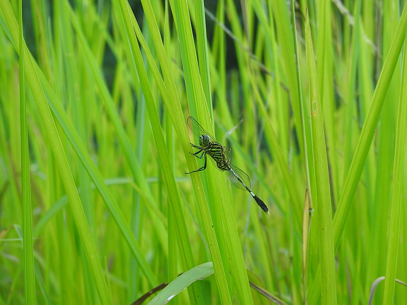 File:Slender Skimmer.jpg