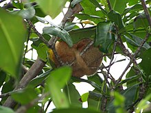 Silky anteater sleeping, Damas Island, Costa Rica Sliky Anteater 2.jpeg