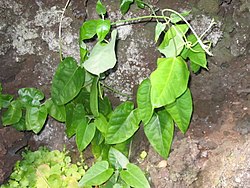 Smilax canariensis