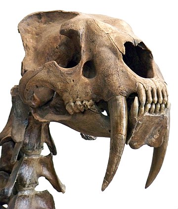 File:Smilodon head.jpg