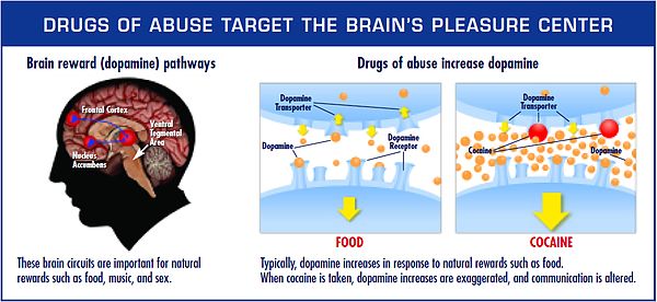 Figure 2. Dopamines Function in the Reward System.