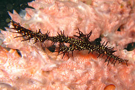 S. paradoxus en Lembeh, Indonesia