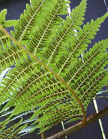 The underside of a fertile frond of Dicksonia antarctica. Each circular brown structure is an individual sorus. SoriDicksonia.jpg