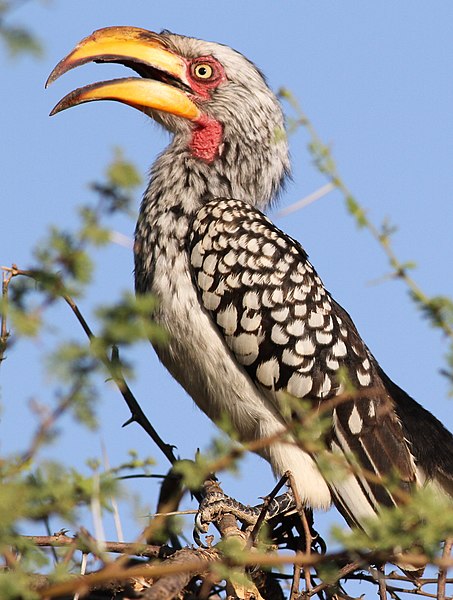 File:Southern Yellow-billed Hornbill, Tockus leucomelas at Mapungubwe National Park, Limpopo, South Africa (18115941578).jpg