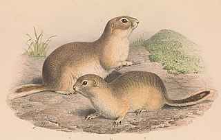 <span class="mw-page-title-main">Alashan ground squirrel</span> Species of rodent