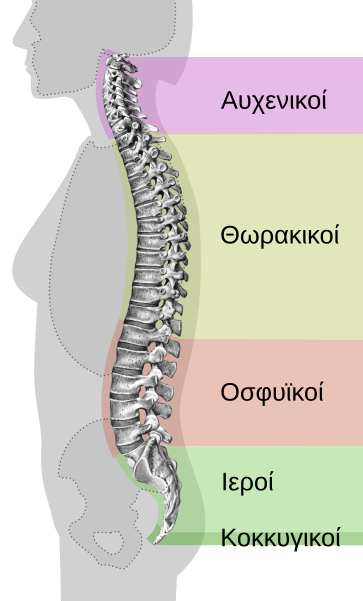 File:Spinal column curvature-el.svg