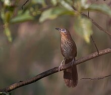 Spiny babbler - endemic bird of Nepal Spiny Babbler, Shivapuri Nagarjun NP, Nepal - IMG.sgym.17.jpg