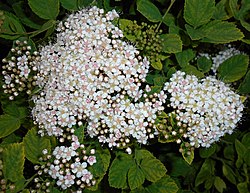 Spiraea fritschiana 2015-06-01 OB 016. jpg