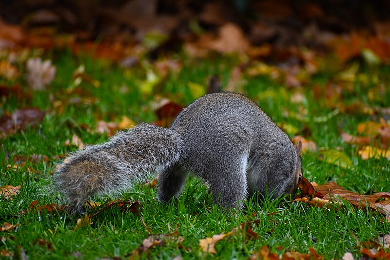 File:Squirrel in Green Park.jpg