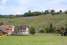 Rebberg «Lattenberg» in Stäfa