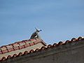 Le mystérieux lapin, sur le toit de l'église.