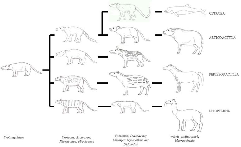 Proposta de árvore filogenética de várias ordens de mamíferos, incluindo a Litopterna