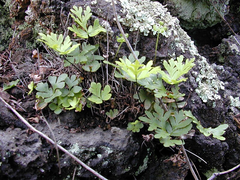 File:Starr 030202-0070 Doryopteris decipiens.jpg