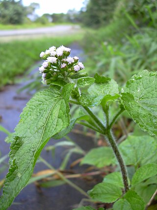 Fortune Salaire Mensuel de Ageratum Conyzoides Combien gagne t il d argent ? 1 000,00 euros mensuels