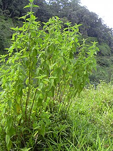 Starr 040713-0110 Tibouchina herbacea.jpg