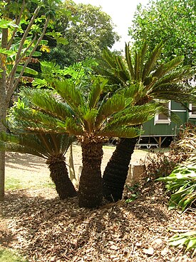 Japaninkruunukävykki (Cycas revoluta)