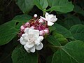 Thumbnail for Clerodendrum chinense