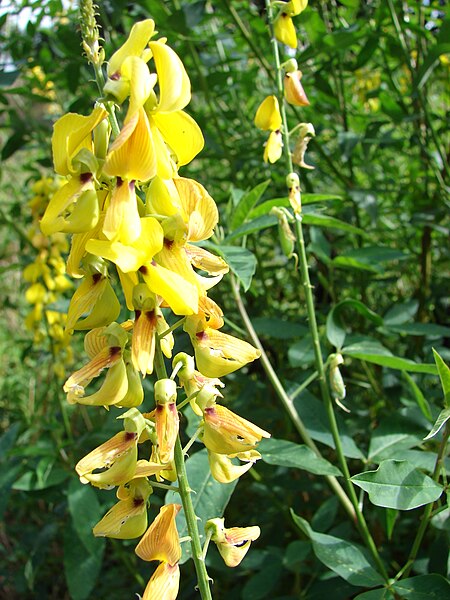 File:Starr 061212-2326 Crotalaria trichotoma.jpg