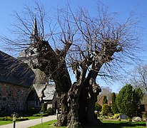 Die winterlich unbelaubte 500-jährige Linde, hier mit besser erkennbarer Baum-Substanz (Ostseite)