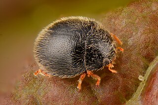 <i>Stethorus punctillum</i> Species of beetle