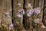 Vorschaubild für Strand-Aster